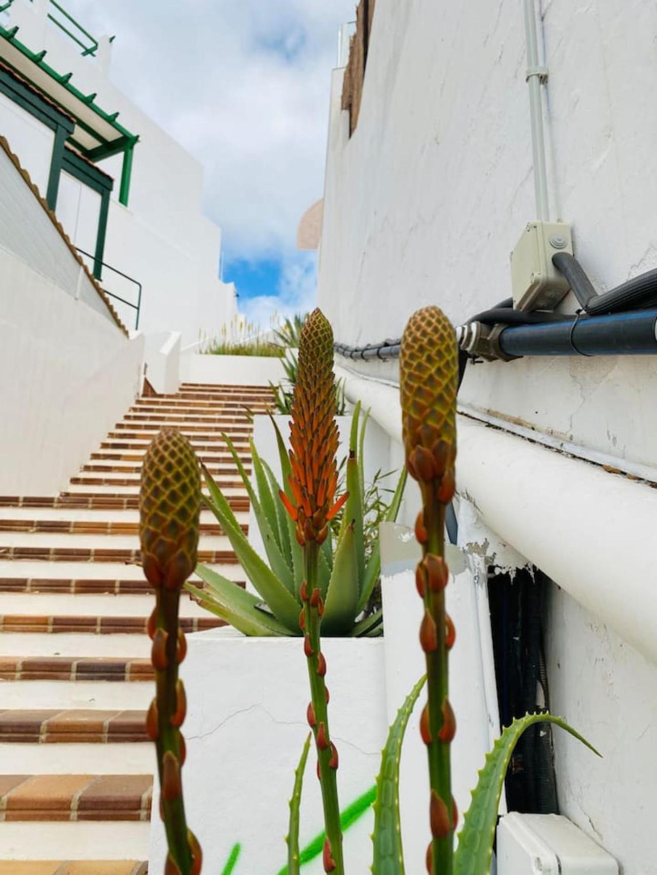 Tenerife.365 Atalaya Court II Sunset Ocean View أذيخي المظهر الخارجي الصورة